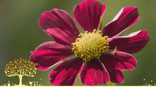 Gardeners' World Season 55 Episode 15 - Episode 15
