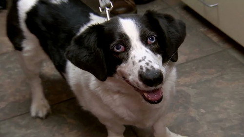 Dr. Jeff: Rocky Mountain Vet Season 1 Episode 6 - Street Dog