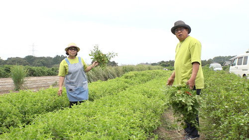 Where We Call Home Season 1 Episode 20 - Coriander Farmers in Pursuit of Happiness