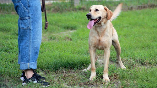 Pit Bulls and Parolees Season 15 Episode 1 - Unexpected Call