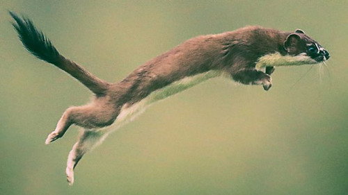 Natural World Season 39 Episode 4 - Weasels:  Feisty and Fearless