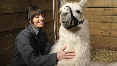 Animal Control Season 1 Episode 6 - Skunks and Llamas