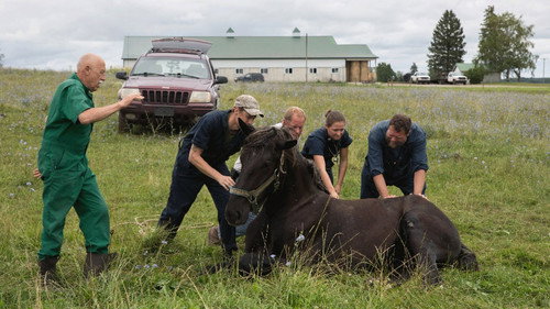 The Incredible Dr. Pol Season 16 Episode 9 - Daned If I Do, Daned If I Don't