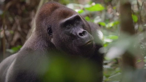 Africa Earth's Wild Home Season 1 Episode 2 - Jungle