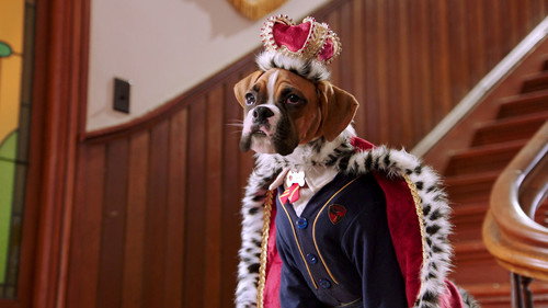 Pup Academy Season 1 Episode 15 - The Day of the Stray