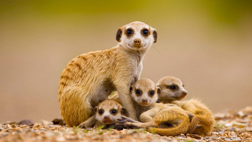 Deadly 60 Season 6 Episode 8 - Meerkat Madness