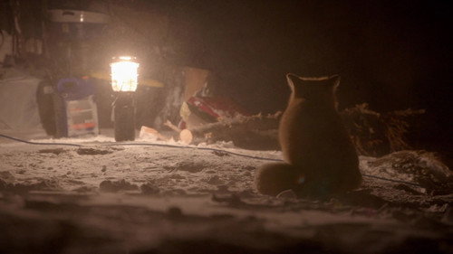 Life Below Zero Season 19 Episode 4 - Shadow Dwellers