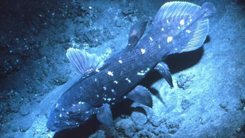 NOVA Season 30 Episode 10 - Ancient Creature of the Deep