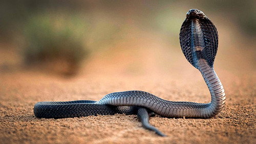 Natural World Season 30 Episode 13 - One Million Snake Bites