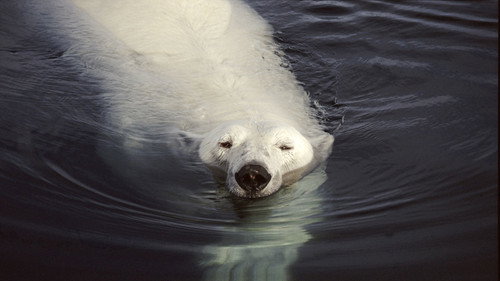 Nature Season 17 Episode 1 - Great White Bear
