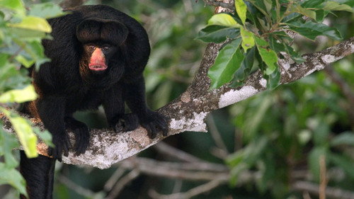 Brazil Untamed Season 1 Episode 6 - Amazon Monkey