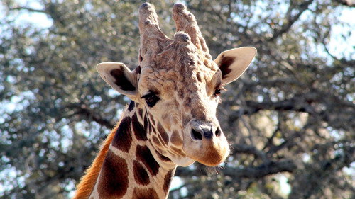 Secrets of the Zoo: Tampa Season 3 Episode 2 - Giraffe Swap
