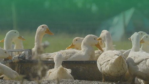 Zembla Season 30 Episode 3 - De pekingeenden van Gelderland