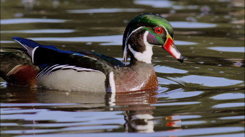 Nature Season 31 Episode 4 - An Original DUCKumentary
