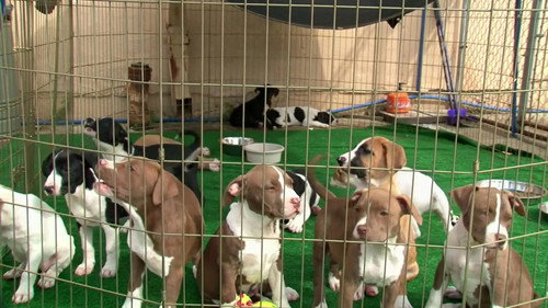 Pit Bulls and Parolees Season 5 Episode 13 - Rescue Resurrection