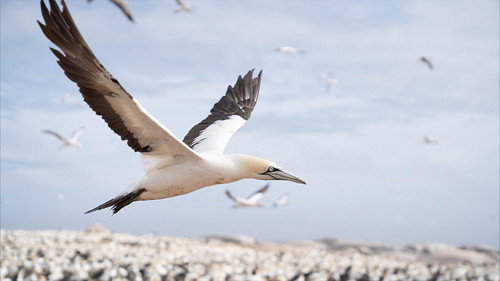Nature Season 40 Episode 9 - The Ocean's Greatest Feast