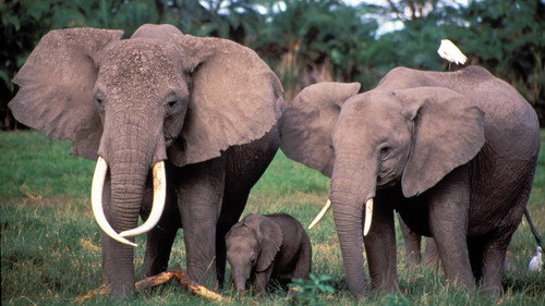 Nature Season 29 Episode 2 - Echo: An Elephant to Remember