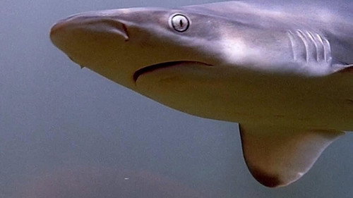 When Sharks Attack Season 1 Episode 1 - Florida Frenzy