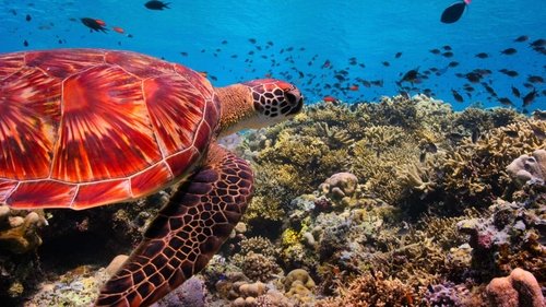 Our Planet Season 1 Episode 4 - Coastal Seas