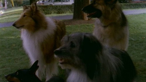 Goosebumps Season 1 Episode 11 - My Hairiest Adventure