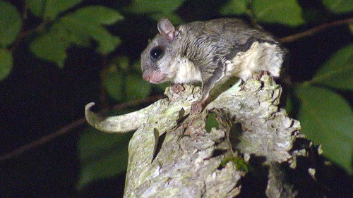 Great Lakes Wild Season 1 Episode 7 - Night Moves