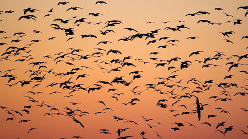 Nature Season 37 Episode 14 - American Spring LIVE: Migration
