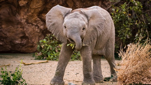 Secrets of the Elephants Season 1 Episode 2 - Desert