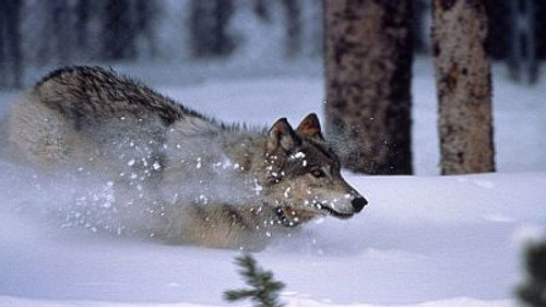Natural World Season 18 Episode 11 - The Wolf's Return