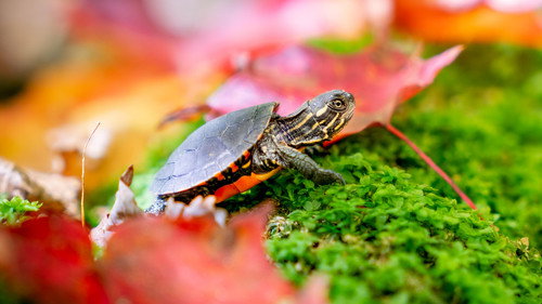 Nature Season 42 Episode 6 - Big Little Journeys: Home