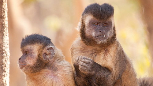 Nature Season 34 Episode 15 - Nature's Perfect Partners