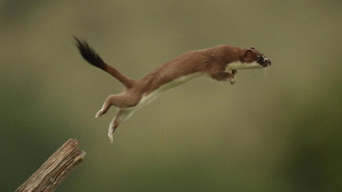 Nature Season 38 Episode 12 - The Mighty Weasel