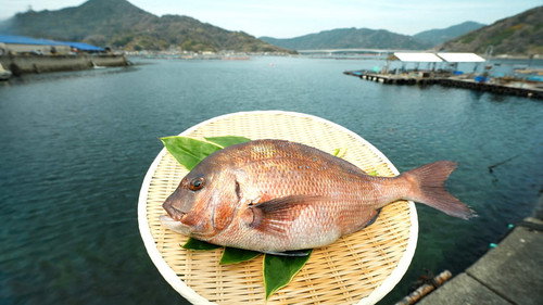 Trails to Oishii Tokyo Season 8 Episode 8 - Red Sea Bream