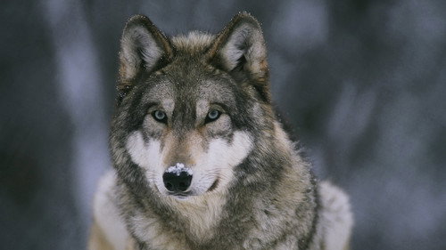 Nature Season 26 Episode 2 - In the Valley of the Wolves