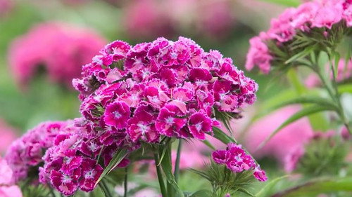 Flower Farming still