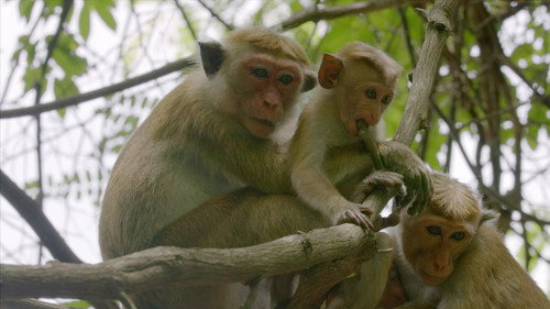 Mamas Season 1 Episode 9 - Toque Macaque
