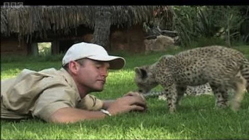 Natural World Season 23 Episode 1 - Cheetahs: Fast Track to Freedom