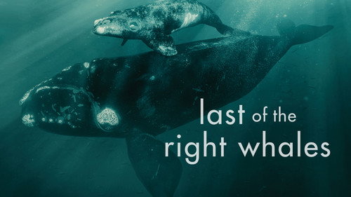 The Nature of Things Season 62 Episode 1 - Last of the Right Whales