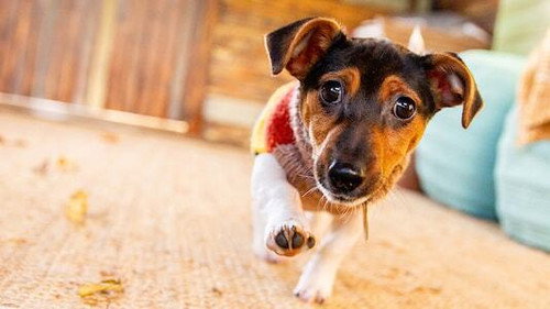 The Dog House Season 3 Episode 5 - Episode 5