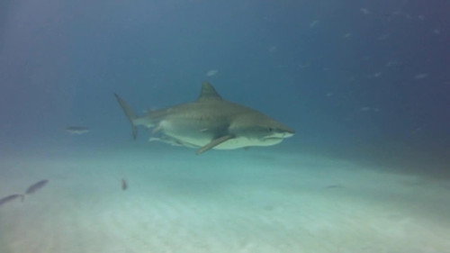 When Sharks Attack Season 2 Episode 2 - Hawaiian Terror