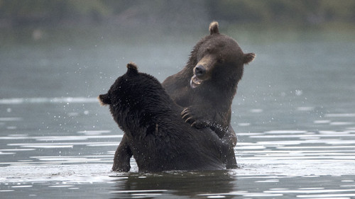 Wild Russia Season 2 Episode 1 - Kamchatka: Ring of Fire