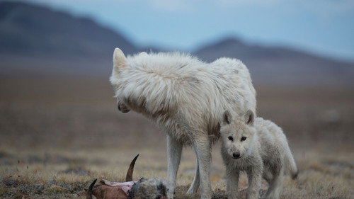 Kingdom of the White Wolf Season 1 Episode 2 - The Wolf Queen