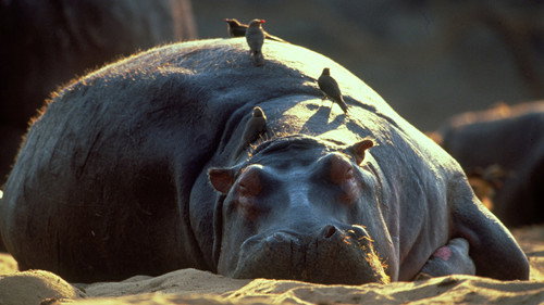Nature Season 22 Episode 1 - Hippo Beach