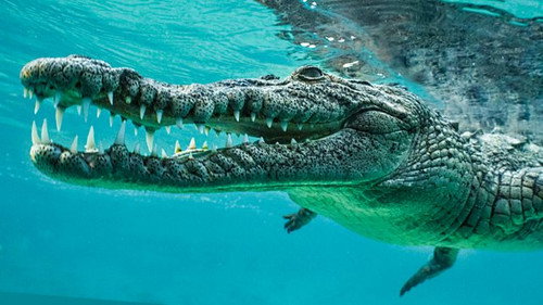 Natural World Season 39 Episode 7 - Wild Cuba: A Caribbean Journey (1)