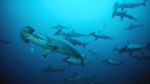 Nature Season 23 Episode 2 - Shark Mountain