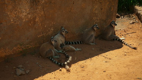 Gangs of Lemur Island Season 1 Episode 2 - Under Pressure