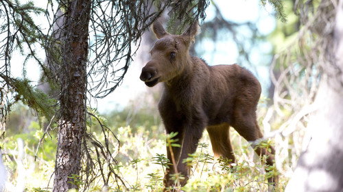 Nature Season 34 Episode 10 - Moose: Life of a Twig Eater