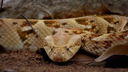World's Most Toxic Animals Season 1 Episode 1 - Deserts & Oceans
