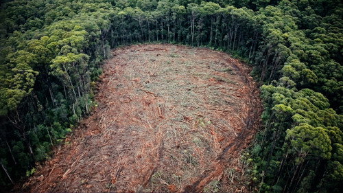 Four Corners Season 66 Episode 19 - Timber Turmoil