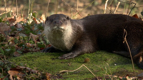 Wild Germany Season 6 Episode 6 - Episode 6