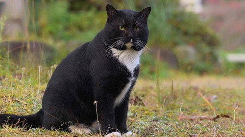 A Cat's-Eye View of Japan Season 4 Episode 13 - Kagawa: Cats Along a Pilgrimage Route